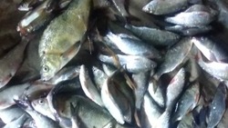 В Лиманском районе задержаны два браконьера