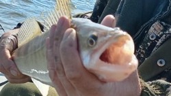 Семь астраханцев задержаны во время незаконной добычи рыбы