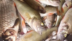 Четверо жителей Лиманского района незаконно добывали биоресурсы