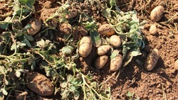 Лиманцы реализуют сельскохозяйственную продукцию